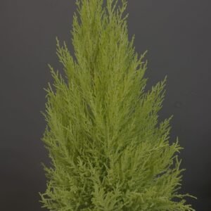 Wilma Cupressus Macrocarpa Goldcrest Lemon Scented In 14cm Pot Plant 60cm tall